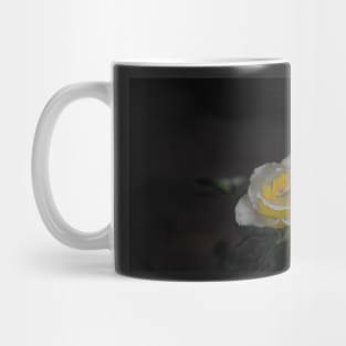 White rose blossom with bright yellow center on black background Mug